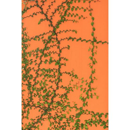 Green vines on an orange wall